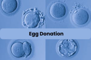 Read more about the article Understanding Egg Donation: A Comprehensive Guide