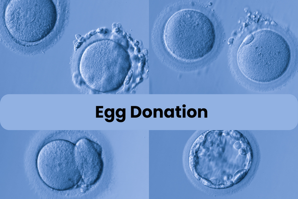 Read more about the article Understanding Egg Donation: A Comprehensive Guide