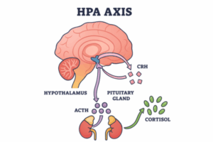 Diagram illustrating the neuroendocrine Stress and fertility connection mechanism, showing how HPA axis activation (cortisol) inhibits the hypothalamic signals (GnRH) required for reproductive function